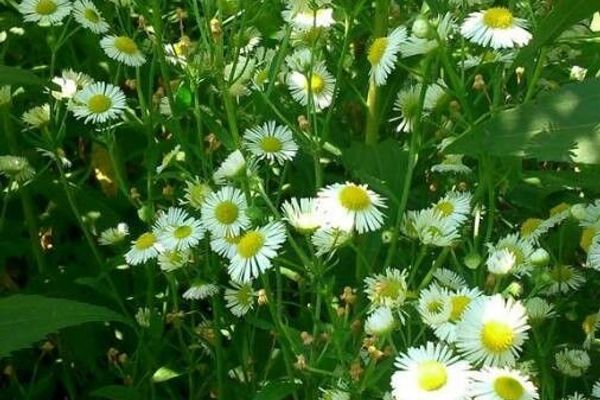 Daisy fleabane