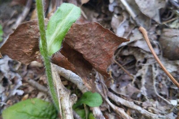 Robin's plantain