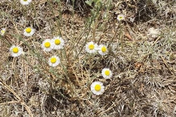 Shaggy fleabane