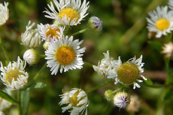 Daisy fleabane