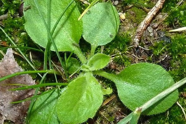 Tall fleabane