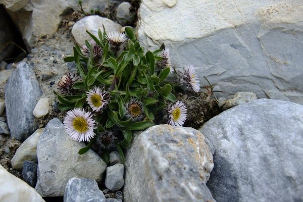 Oneflower fleabane