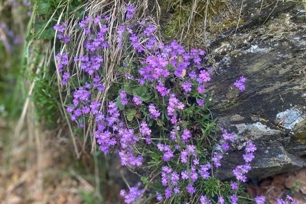 Alpine balsam
