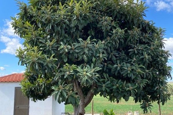 Loquat
