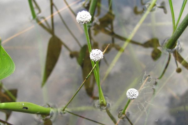 Pipewort