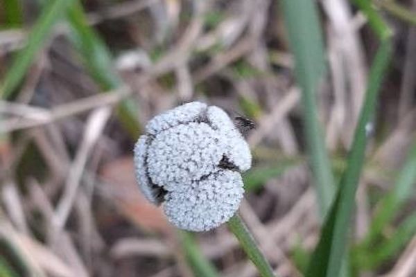 Tenangle pipewort