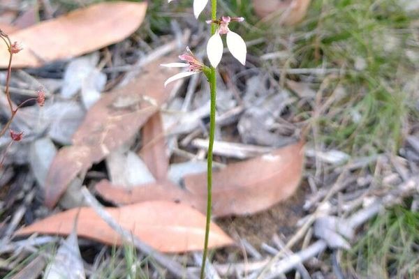 Eriochilus cucullatus