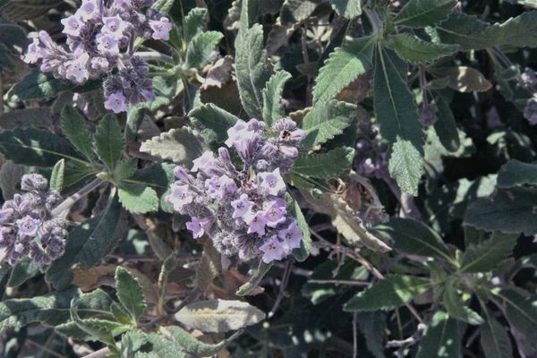 Thick-leaf yerba-santa