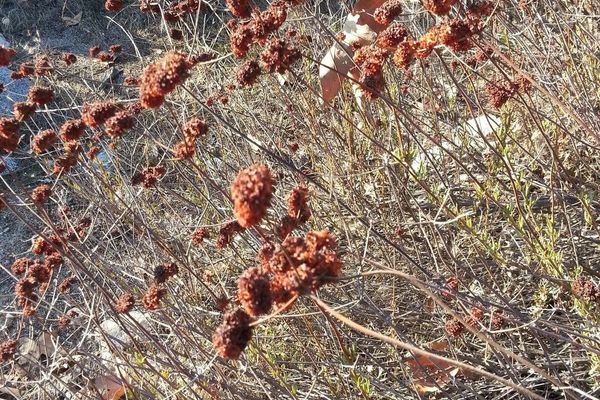 California wild buckwheat