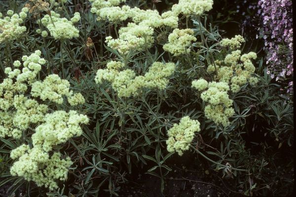 Parsnipflower buckwheat