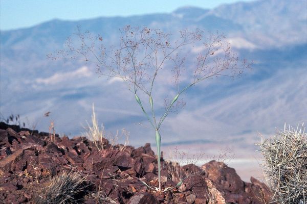 Desert trumpet