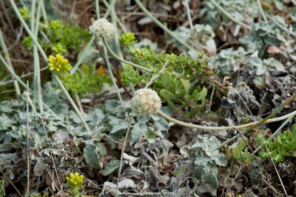 Seaside wild buckwheat