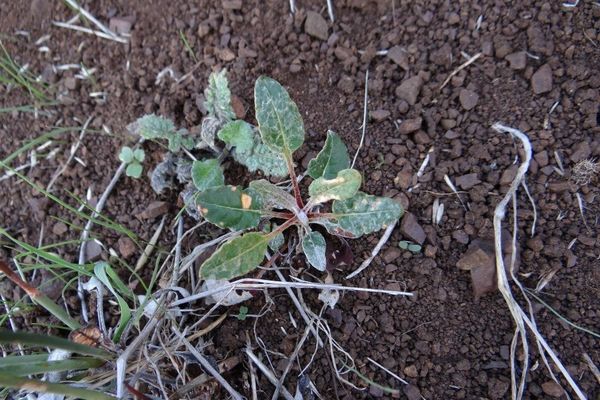 Naked buckwheat