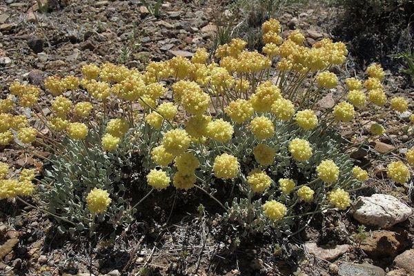 Cushion buckwheat