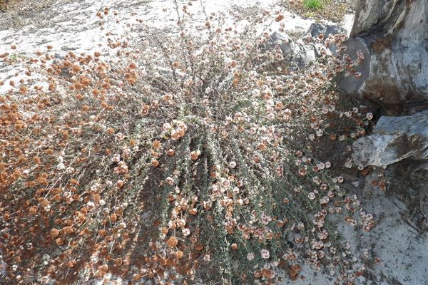 Seacliff buckwheat