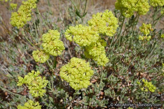 Sulfur-buckwheat