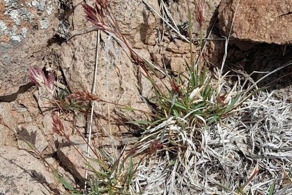 Hairy woolly grass