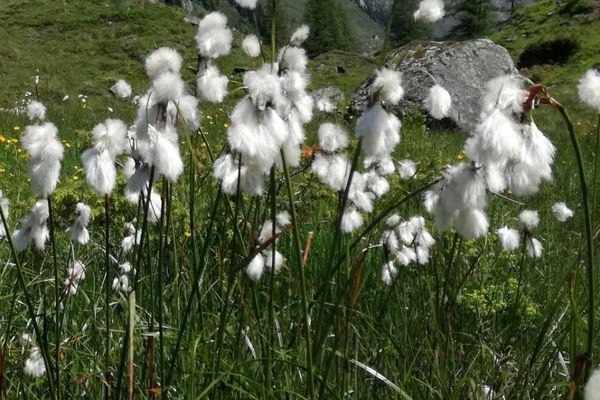 Common cotton-grass