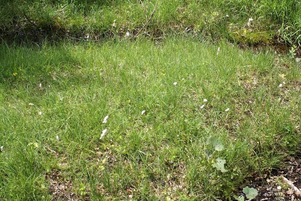Broad-leaved cottongrass