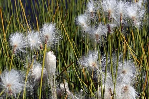 White cottonsedge