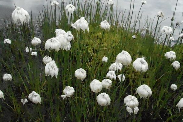 Tussock cotton-grass