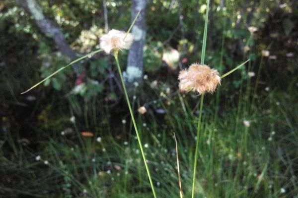 Tawny cottongrass