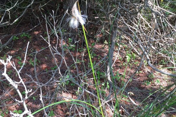 Thinleaf cottonsedge
