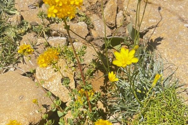 Golden-yarrow