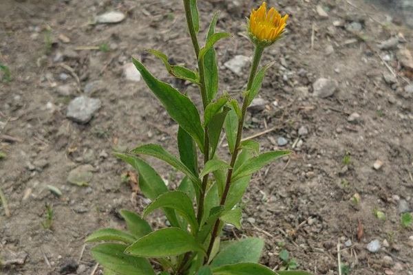 Common woolly sunflower
