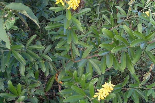 Canary pea