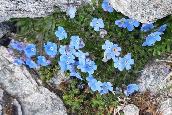 Arctic alpine forget-me-not