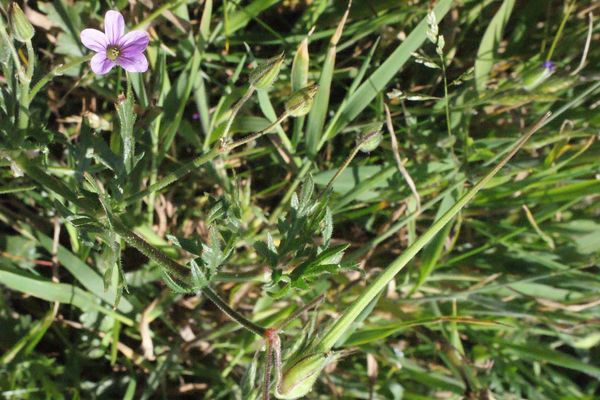 Wild geranium