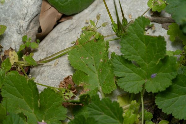 Three-lobed stork's-bill