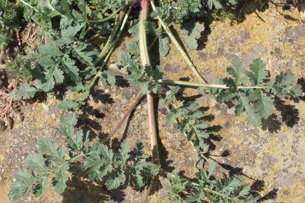 Common stork's bill