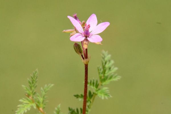 Redstem stork's bill