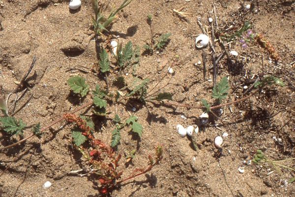 Cutleaf stork's bill