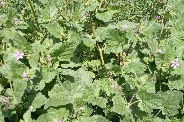 Mediterranean stork's bill