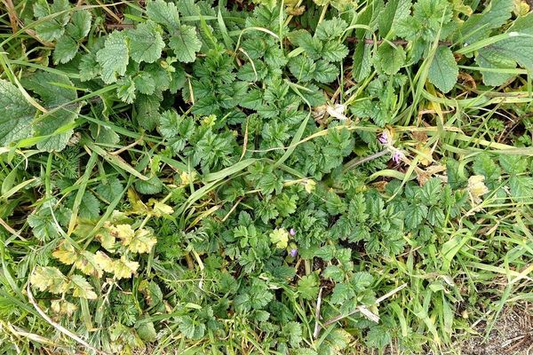 Musk stork's-bill