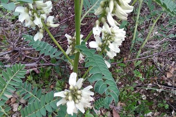 Iberian milk-vetch