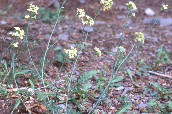 Common dogmustard