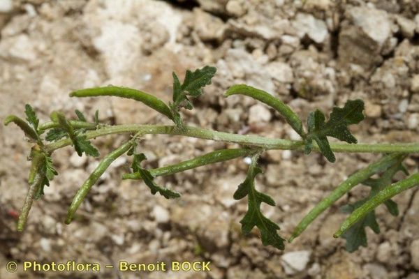 Erucastrum supinum