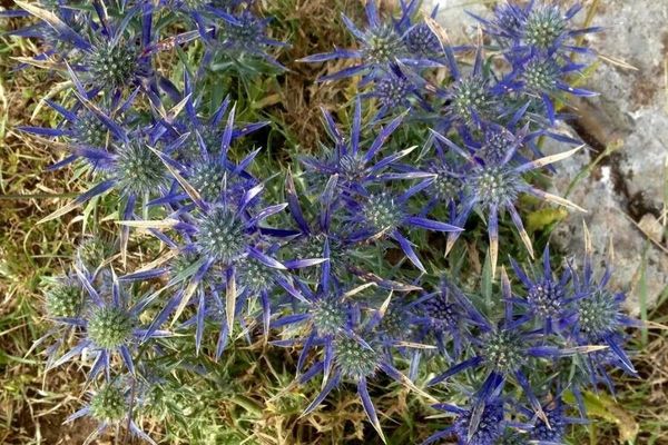 Pyrenean eryngo