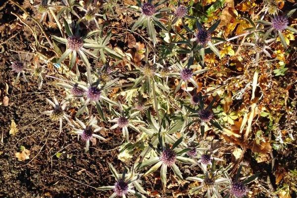 Eryngo