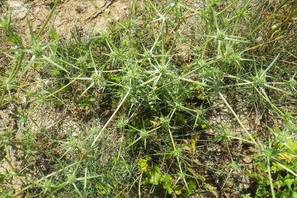 Eryngo