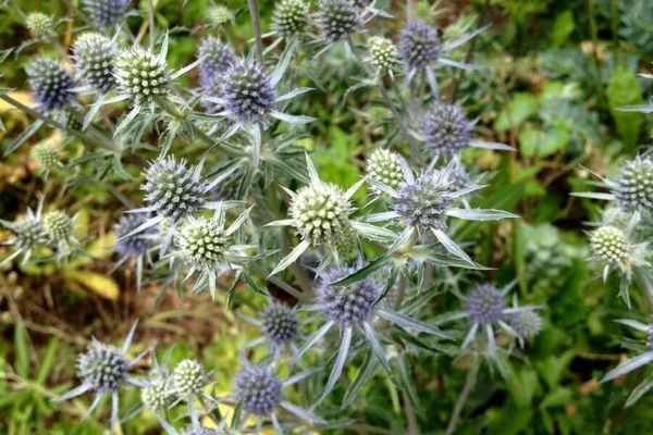 Blue eryngo