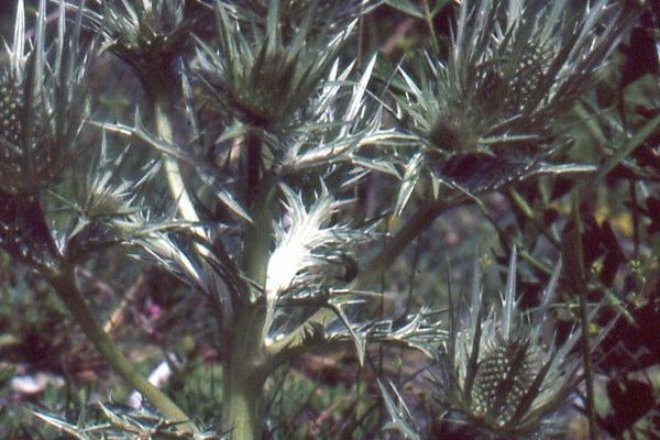 Eryngium spinalba