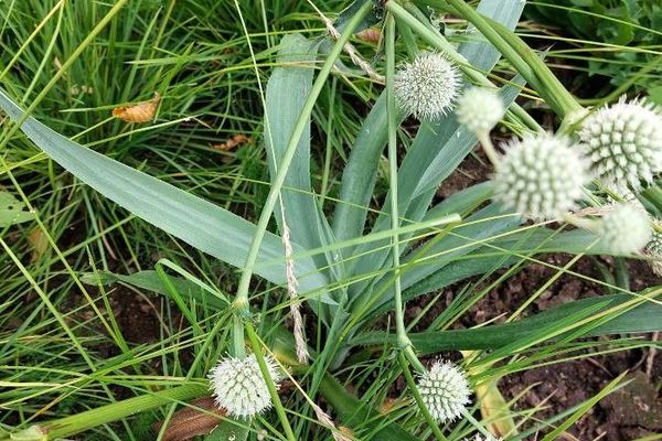 Rattlesnake-master
