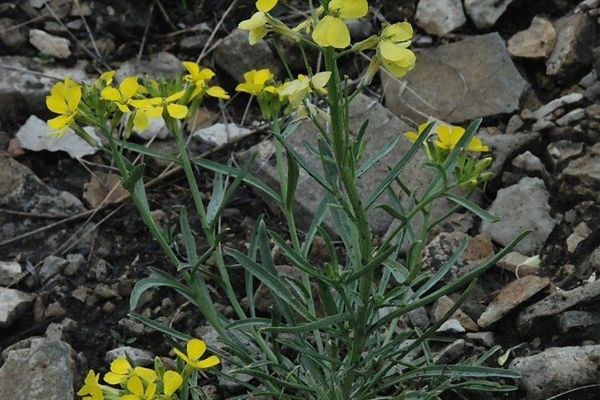 Western wallflower