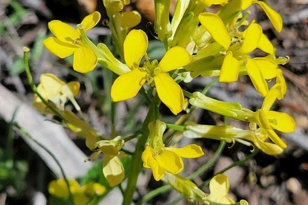 Sanddune wallflower