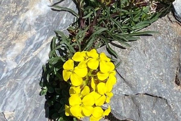 Erysimum duriaei